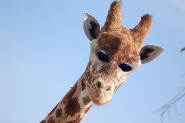 Come sarebbero gli animali se avessero gli occhi davanti articolo