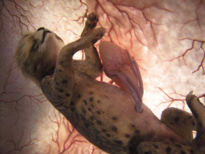 15 affascinanti immagini di animali nel grembo articolo