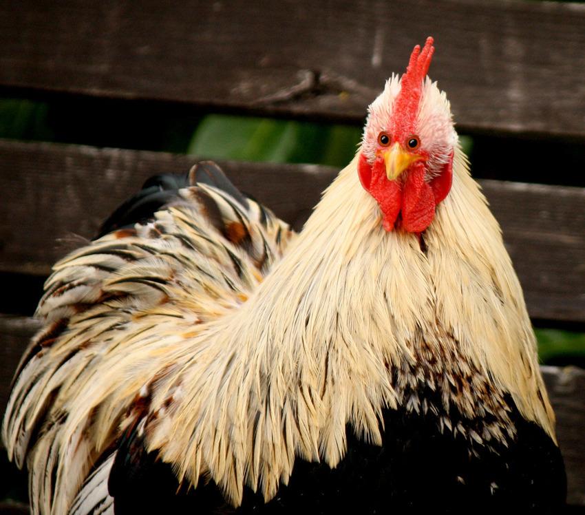 Come sarebbero gli animali se avessero gli occhi davanti articolo