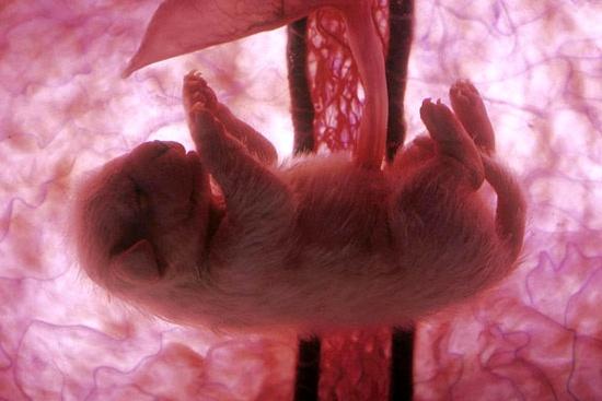 15 affascinanti immagini di animali nel grembo articolo