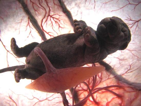 15 affascinanti immagini di animali nel grembo articolo