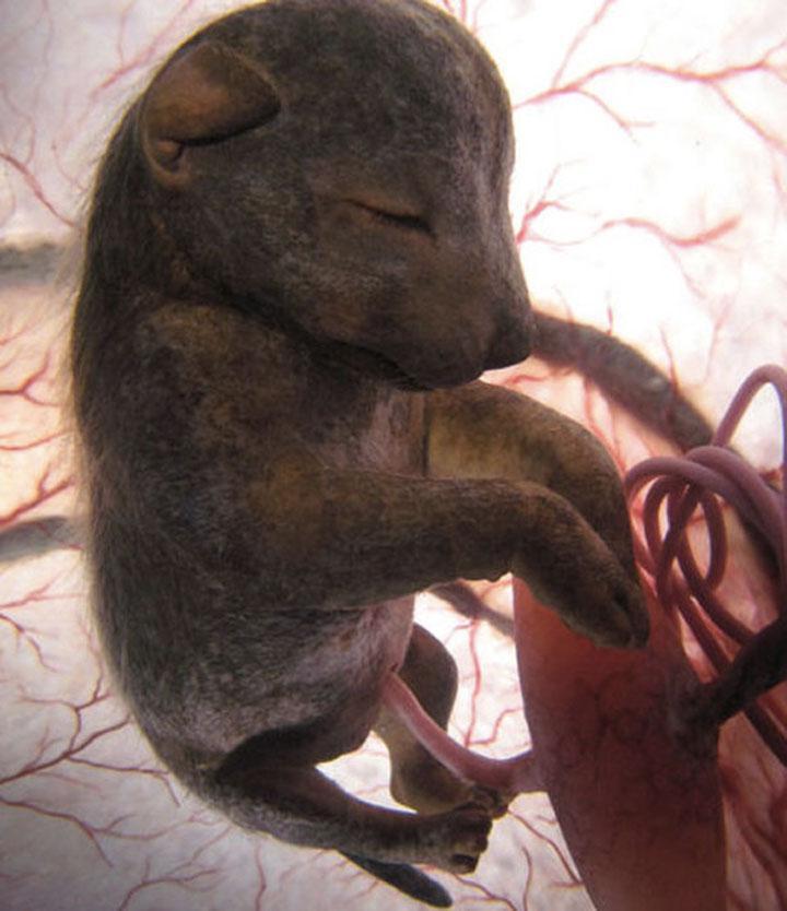 15 affascinanti immagini di animali nel grembo articolo