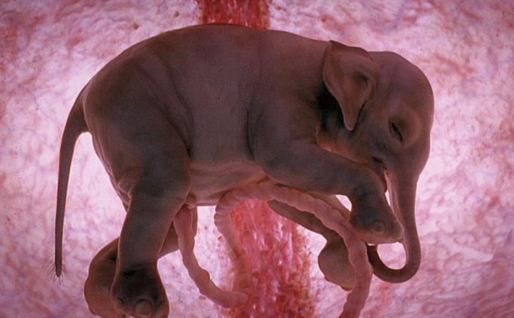 15 affascinanti immagini di animali nel grembo articolo