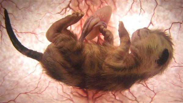 15 affascinanti immagini di animali nel grembo articolo