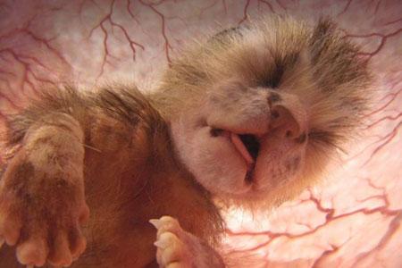 15 affascinanti immagini di animali nel grembo articolo