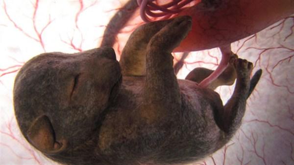 15 affascinanti immagini di animali nel grembo articolo