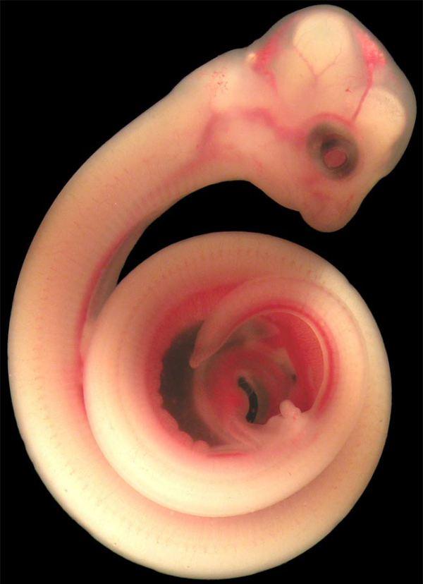 15 affascinanti immagini di animali nel grembo articolo
