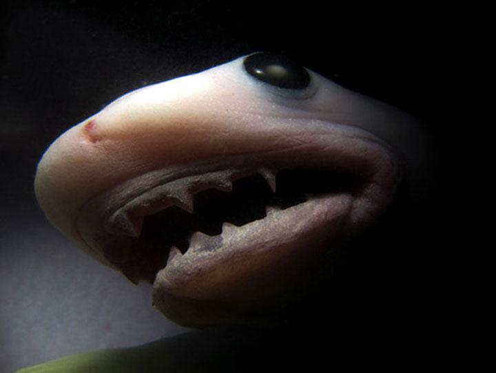 15 affascinanti immagini di animali nel grembo articolo