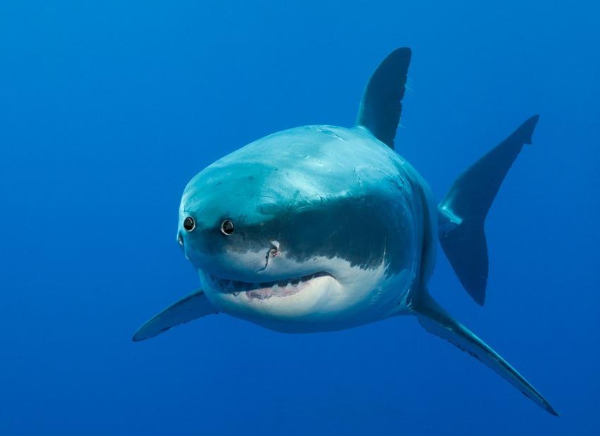 Come sarebbero gli animali se avessero gli occhi davanti articolo
