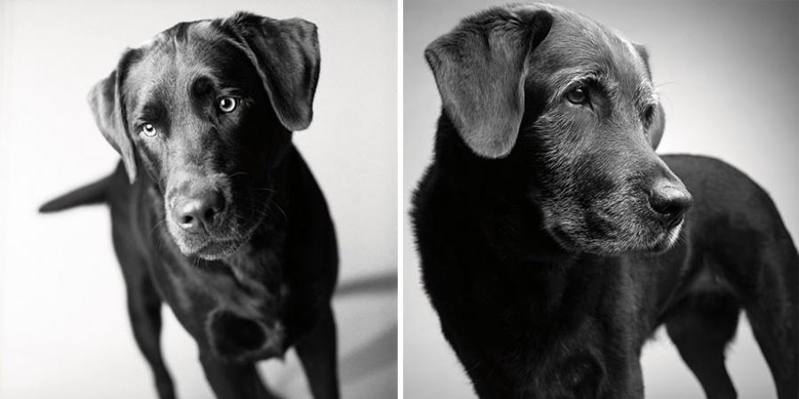 Come invecchiano i cani: 12 foto che testimoniano il cambiamento articolo