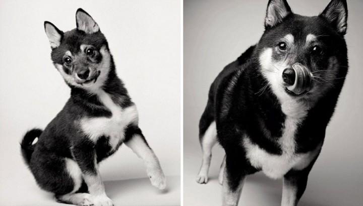 Come invecchiano i cani: 12 foto che testimoniano il cambiamento articolo
