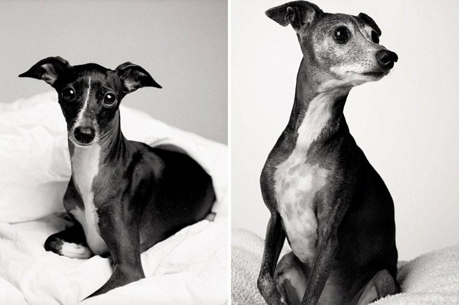 Come invecchiano i cani: 12 foto che testimoniano il cambiamento articolo