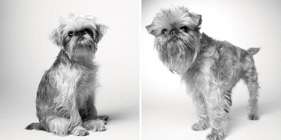 Come invecchiano i cani: 12 foto che testimoniano il cambiamento articolo