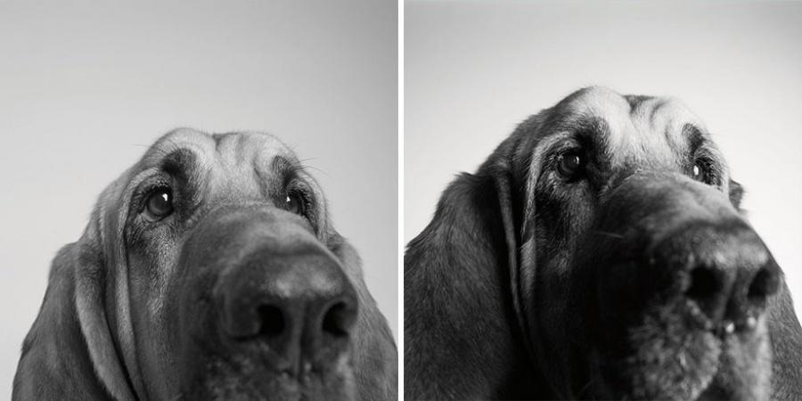 Come invecchiano i cani: 12 foto che testimoniano il cambiamento articolo