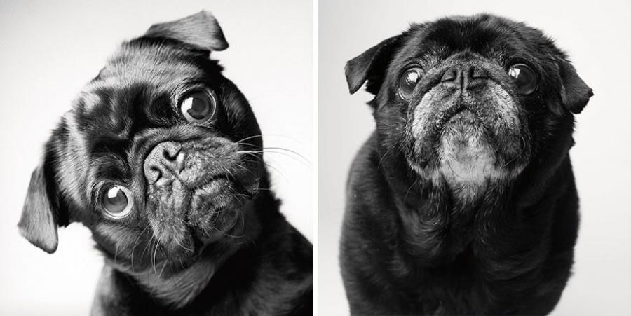 Come invecchiano i cani: 12 foto che testimoniano il cambiamento articolo