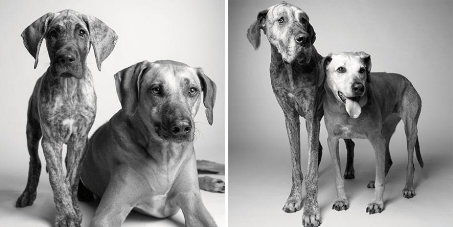Come invecchiano i cani: 12 foto che testimoniano il cambiamento articolo