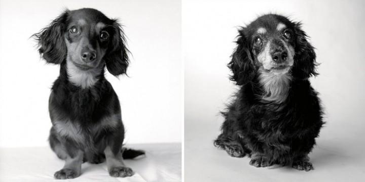 Come invecchiano i cani: 12 foto che testimoniano il cambiamento articolo