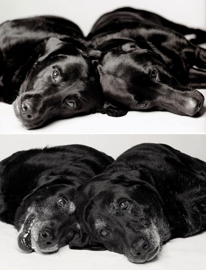 Come invecchiano i cani: 12 foto che testimoniano il cambiamento articolo