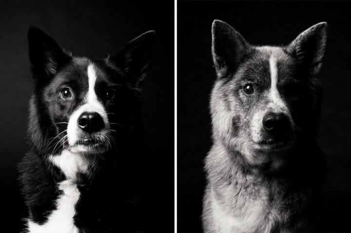 Come invecchiano i cani: 12 foto che testimoniano il cambiamento articolo