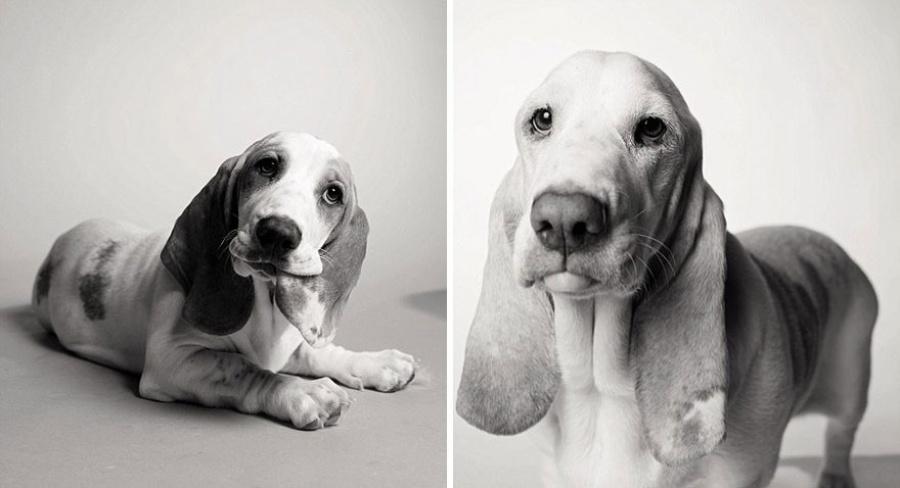 Come invecchiano i cani: 12 foto che testimoniano il cambiamento articolo