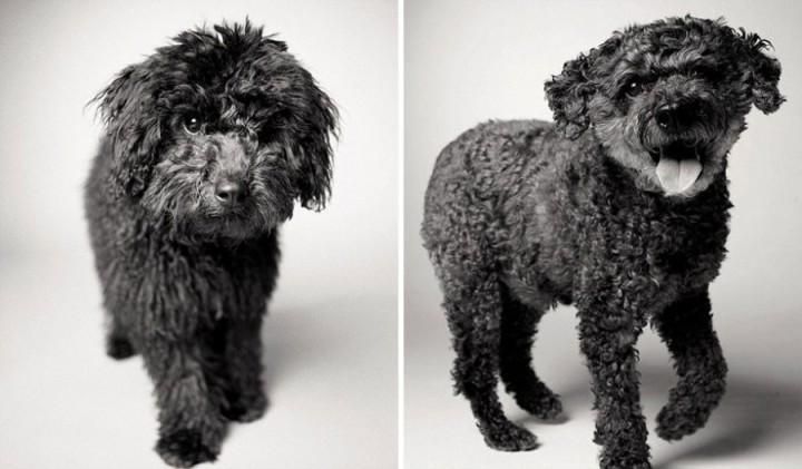 Come invecchiano i cani: 12 foto che testimoniano il cambiamento articolo