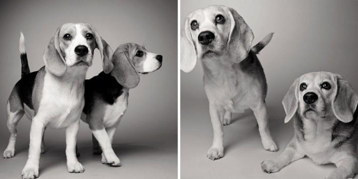 Come invecchiano i cani: 12 foto che testimoniano il cambiamento articolo