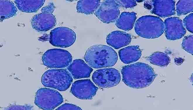 struttura della cellula