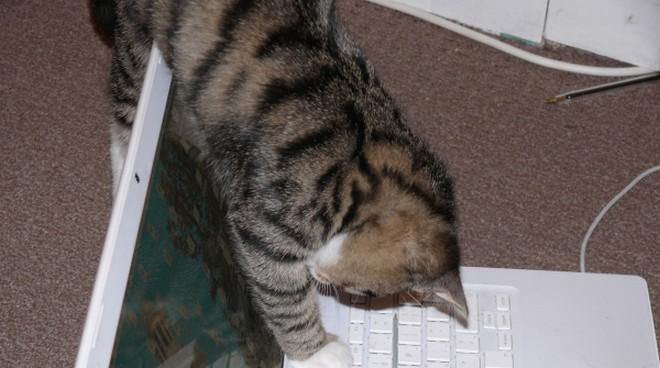 10 gatti che vorrebbero rubarti il pc articolo