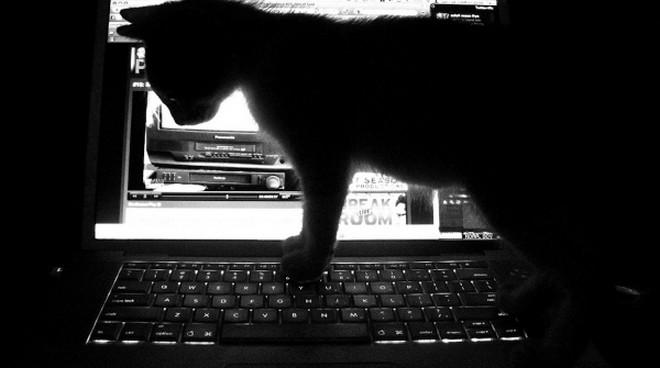 10 gatti che vorrebbero rubarti il pc articolo