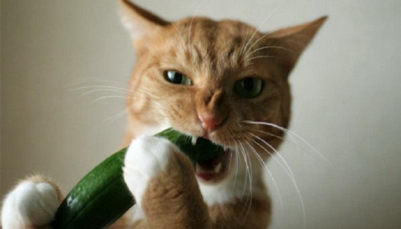gatto e cetriolo