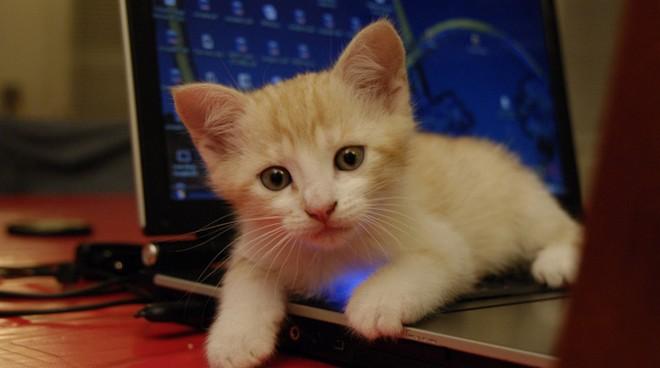 10 gatti che vorrebbero rubarti il pc articolo