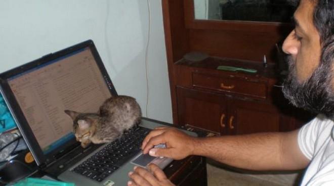 10 gatti che vorrebbero rubarti il pc articolo