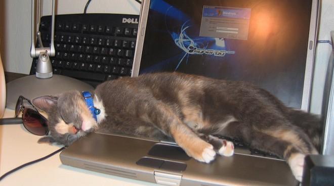 10 gatti che vorrebbero rubarti il pc articolo