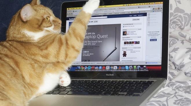 10 gatti che vorrebbero rubarti il pc articolo