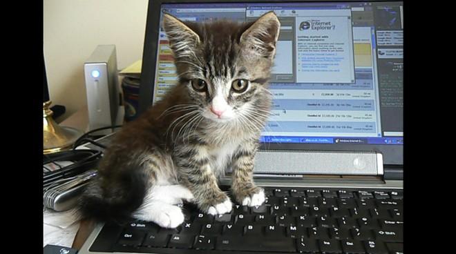 10 gatti che vorrebbero rubarti il pc articolo