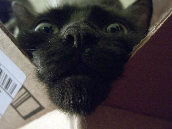 gatto nero