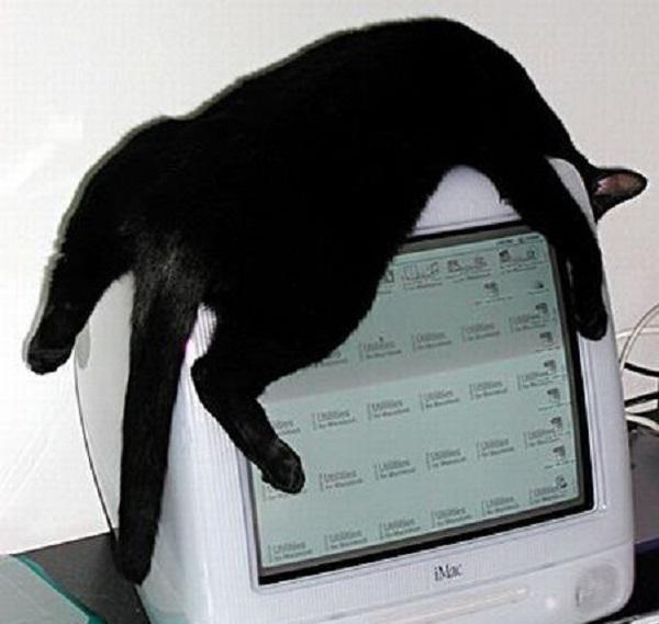 gatto nero
