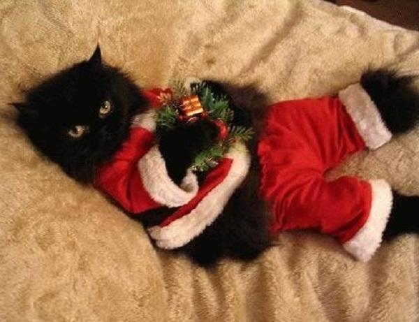 gatto nero