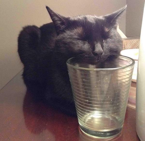 gatto nero