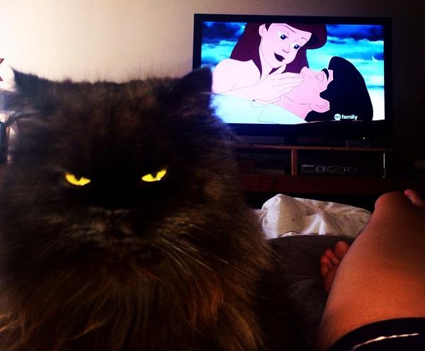 gatto nero
