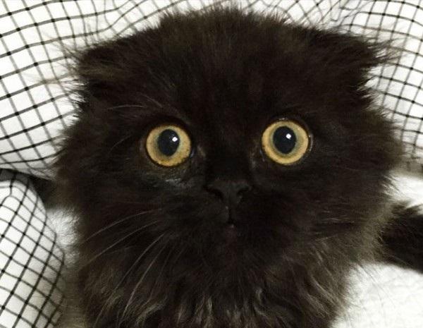 gatto nero