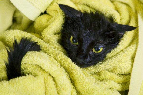 gatto nero