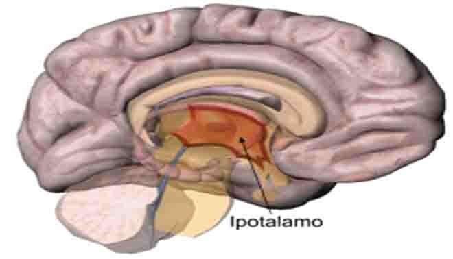 l’ipotalamo e l’ipofisi
