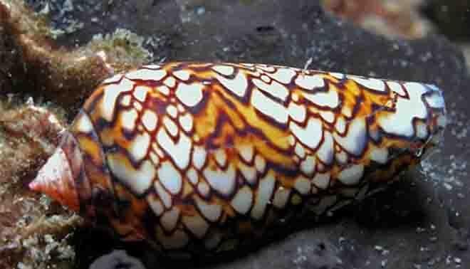 descrizione dei molluschi