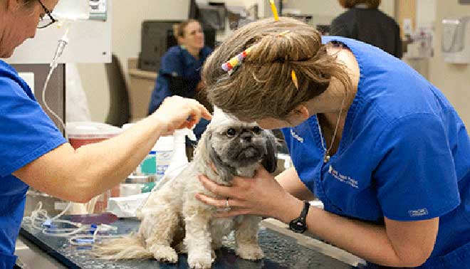 foto di veterinaria con quanti punti si passa