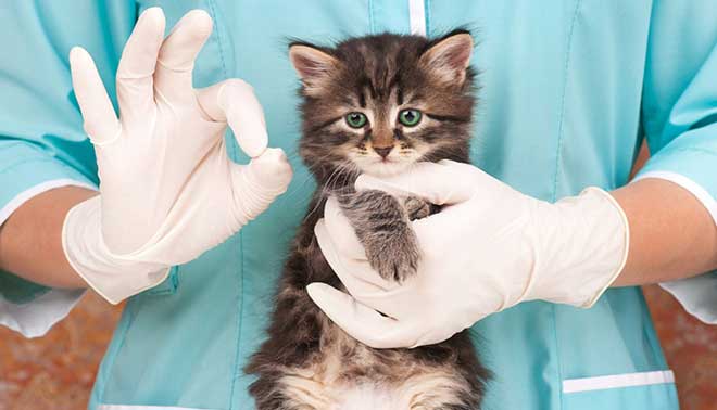 foto di test veterinaria quanti passano