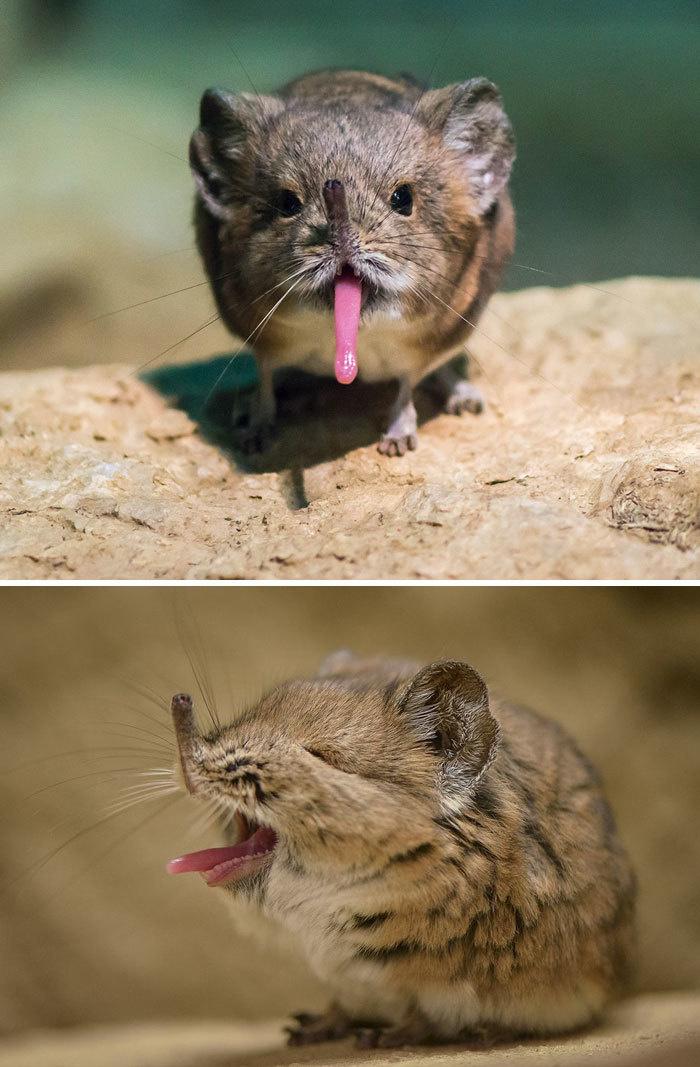 15 cuccioli di Animali rarissimi che non hai mai visto articolo