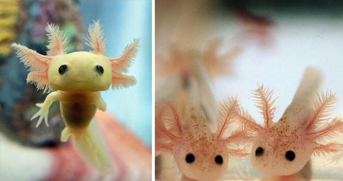 15 cuccioli di Animali rarissimi che non hai mai visto articolo