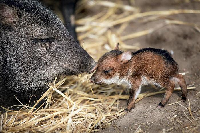 15 cuccioli di Animali rarissimi che non hai mai visto articolo