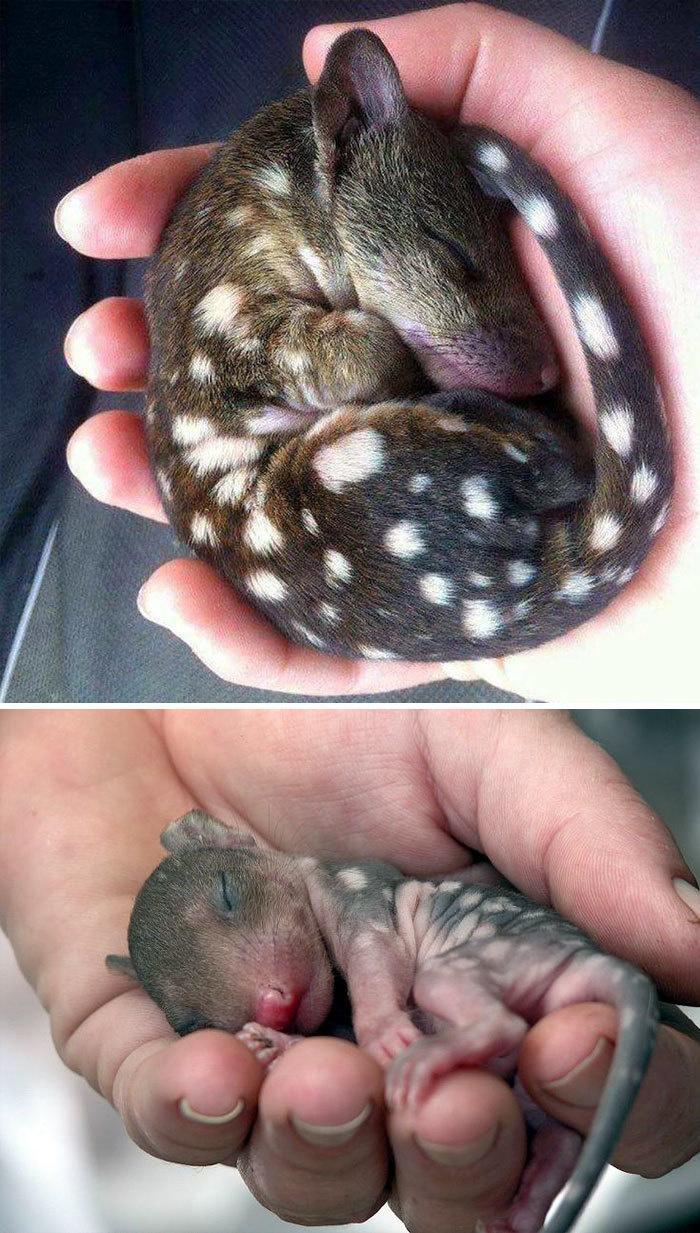 15 cuccioli di Animali rarissimi che non hai mai visto articolo